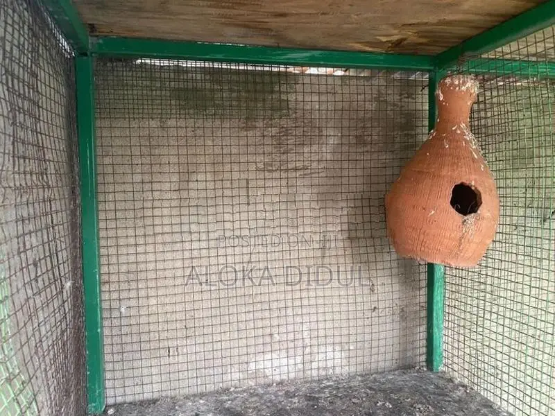 lovebirds/ pigeons cage