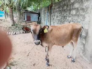 நாம்பன் கன்று