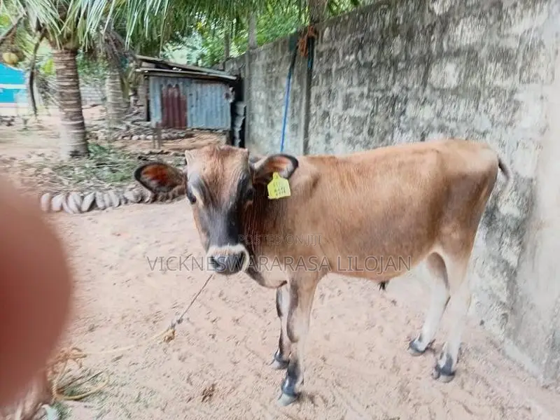 நாம்பன் கன்று