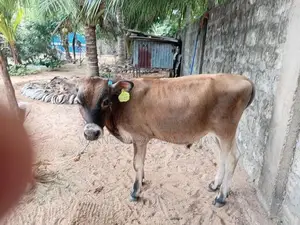 நாம்பன் கன்று