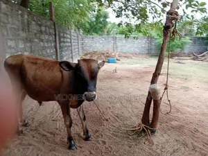 நாம்பன் கன்று