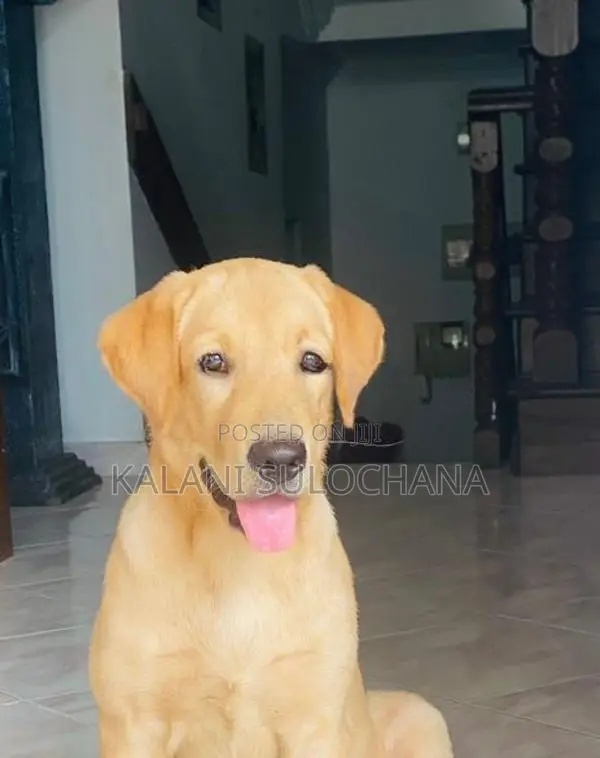Labrador retriever