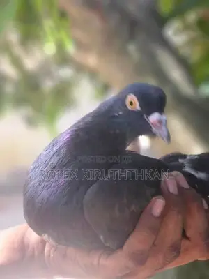 Primer Pigeon