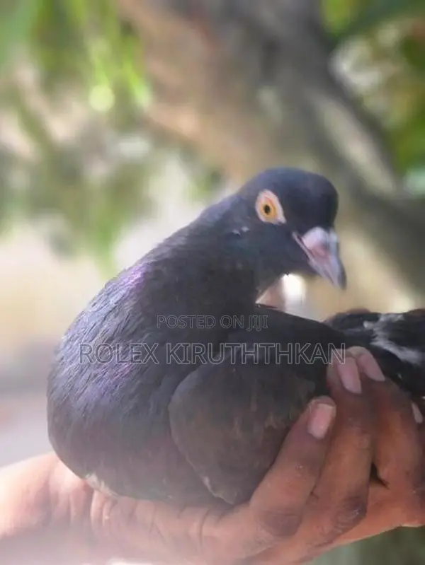 Primer Pigeon
