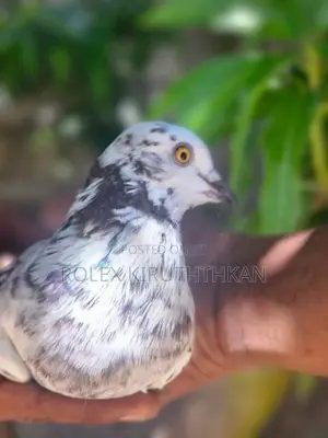 Primer Pigeon