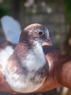 Primer Pigeon