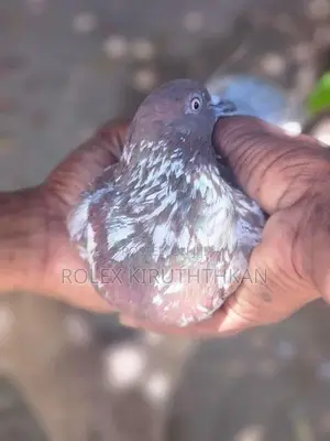 Primer Pigeon
