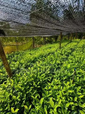 TRI 20/22 තේ පැළ - Tea Plants