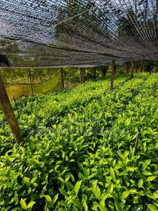 TRI 20/22 තේ පැළ - Tea Plants