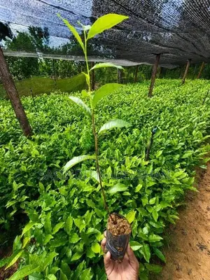 TRI 20/22 තේ පැළ - Tea Plants