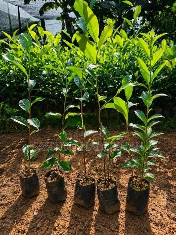TRI 20/22 තේ පැළ - Tea Plants
