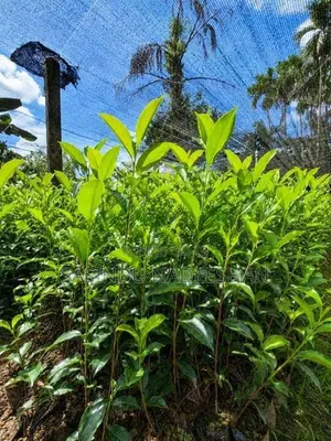 TRI 20/22 තේ පැළ - Tea Plants