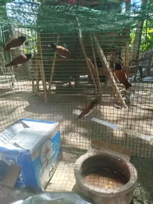 Love Birds