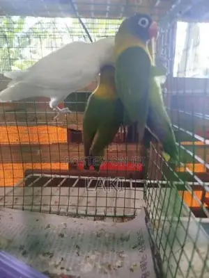 Love Birds