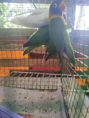 Love Birds