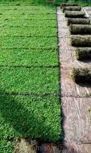 Malaysian Grass with Interlock Paving