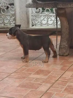 American Bully