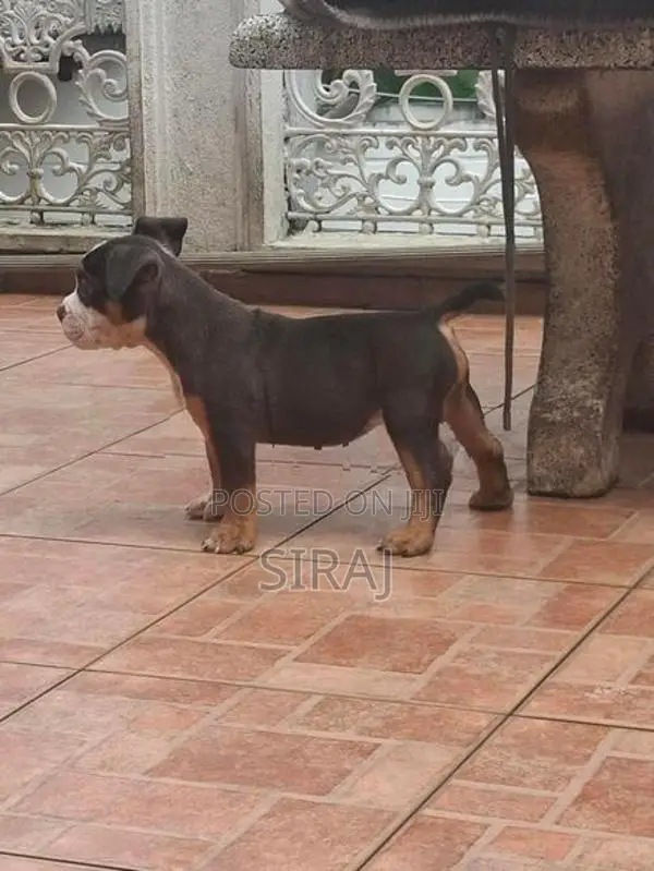 American Bully