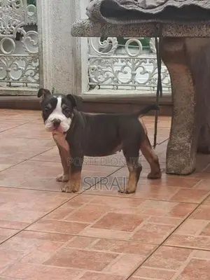 American Bully
