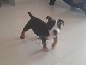 American Bully