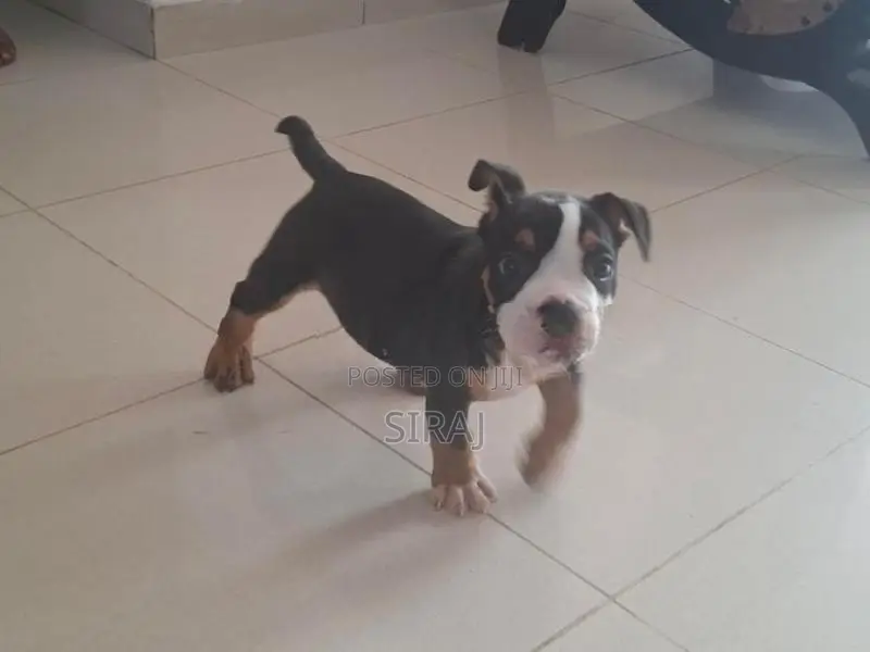 American Bully