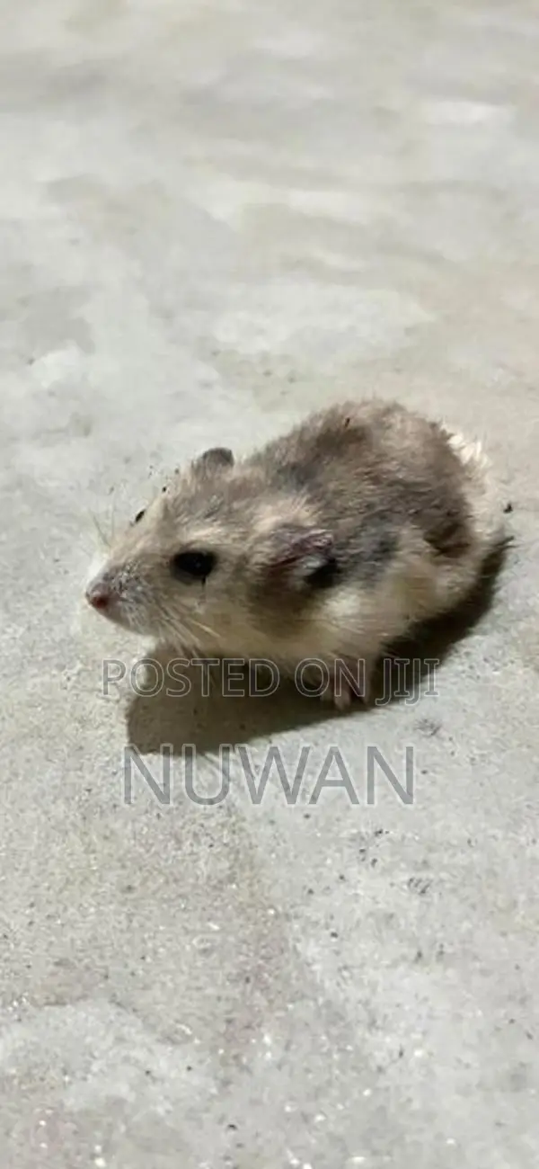 HAMSTER