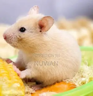 HAMSTER