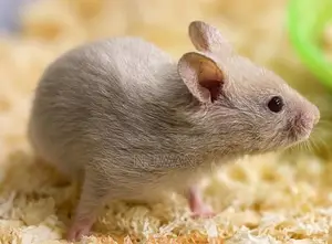 HAMSTER