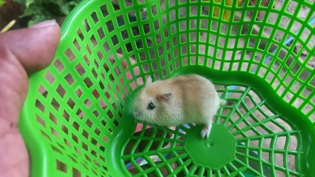 HAMSTER