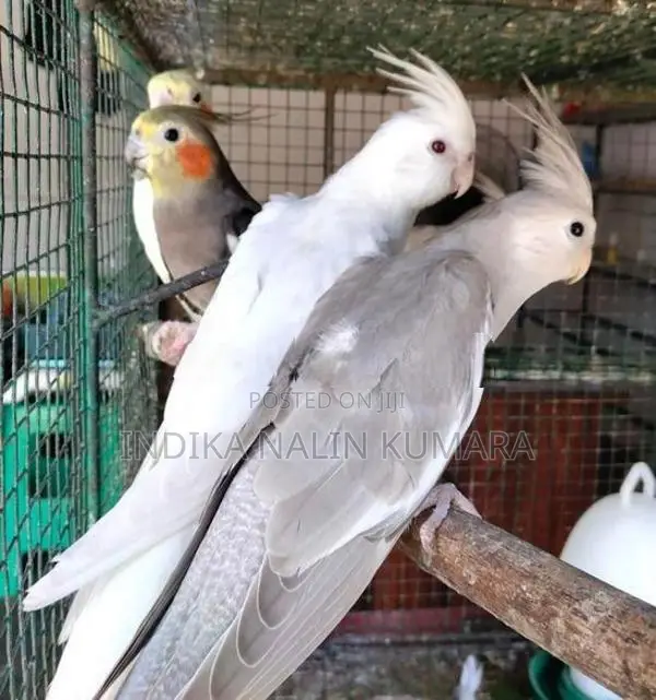 Cocktails Birds