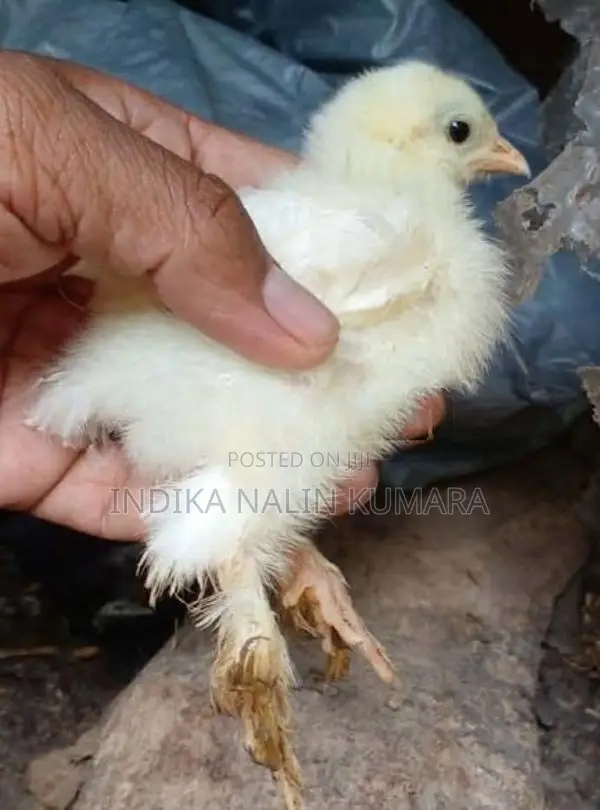 බ්‍රහ්මා කුකුල් පැටව්