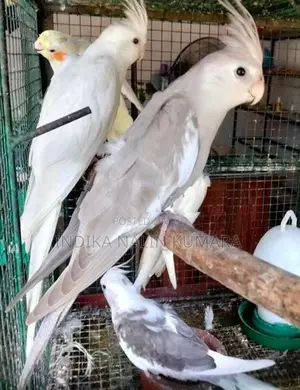 Cocktails Birds
