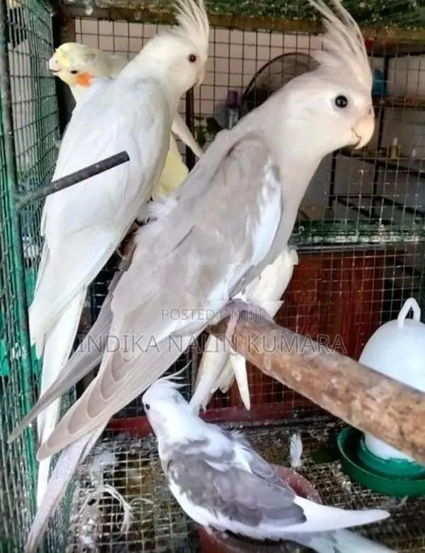 Cocktails Birds