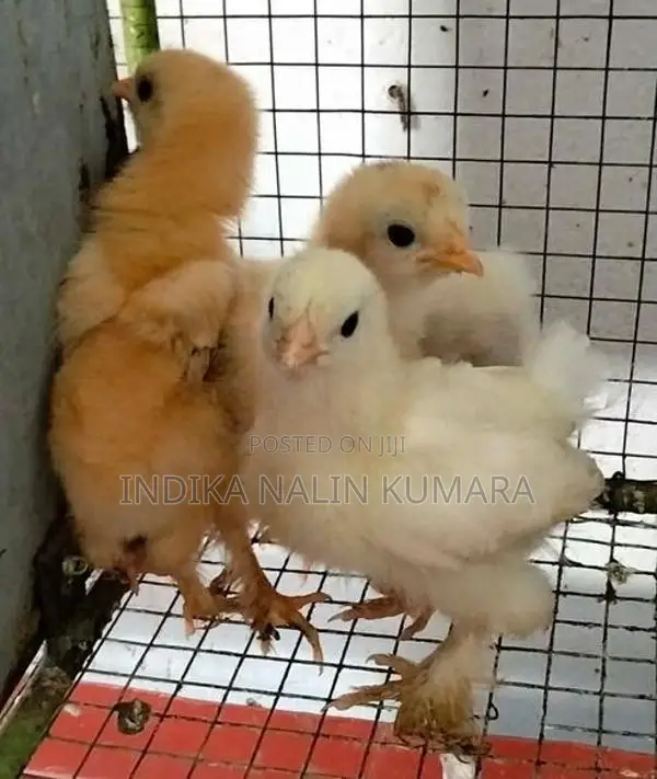 බ්‍රහ්මා කුකුල් පැටව්