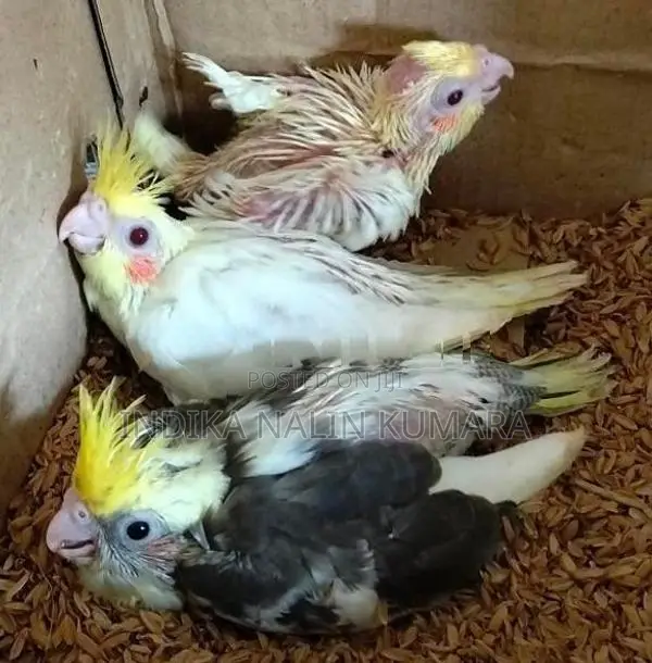 Cocktails Birds