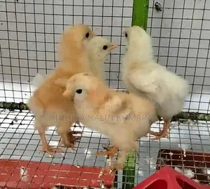 බ්‍රහ්මා කුකුල් පැටව්