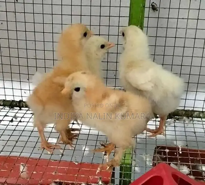 බ්‍රහ්මා කුකුල් පැටව්