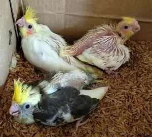Cocktails Birds