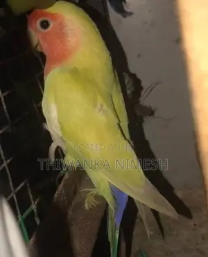 African Bird