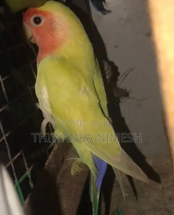 African Bird