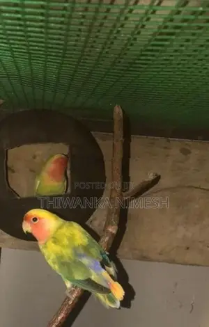 African Bird