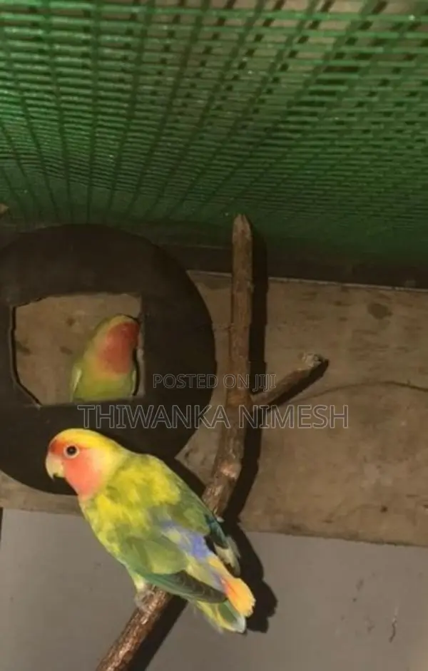 African Bird