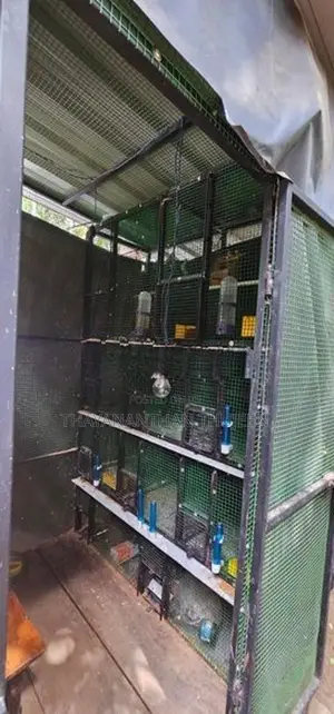 Bird Cage