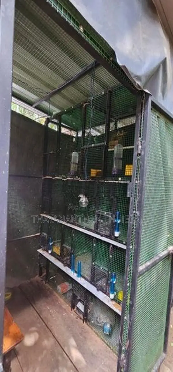 Bird Cage