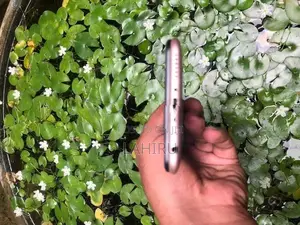 Vivo (Used)