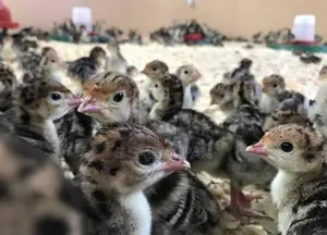Turkey chicks