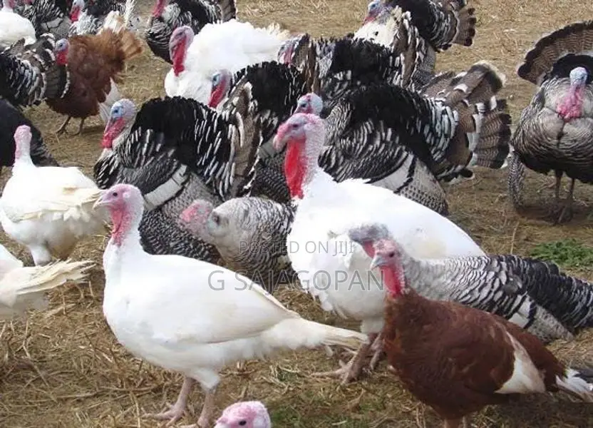 Turkey chicks