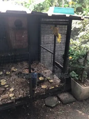 Bird Cages