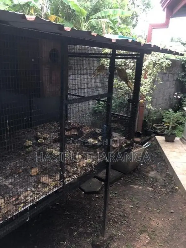 Bird Cages
