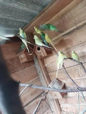 Love Birds